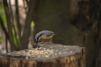 Nuthatch (Sitta europaea), pecking on a tree stump strewn with birdseed, Dortmund, North