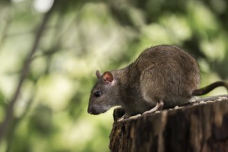 Norway rat (Rattus norvegicus), attentively looking down at the edge of a tree trunk, with blurred