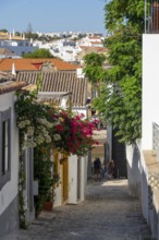 Old town alleys, houses, partly lushly overgrown, Tavira, in the Algarve, Portugal