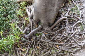 Roots of the rubber tree or Indian rubber tree, ficus elastica, in the botanical garden of the