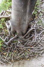 Roots of the rubber tree or Indian rubber tree, ficus elastica, in the botanical garden of the