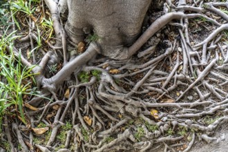 Roots of the rubber tree or Indian rubber tree, ficus elastica, in the botanical garden of the