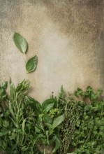 A variety of fresh herbs including bay leaves, cilantro, and thyme are neatly arranged along the