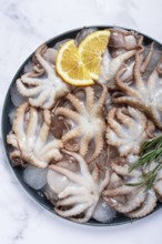 Fresh baby octopuses on ice, garnished with lemon and rosemary, on a marble table, no people