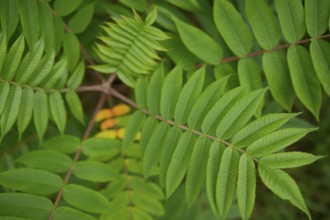 Vinegar tree (Rhus typhina), Neophyte, Invasive, Displacement, Ecology, Cane sumac, Schwäbisch