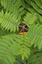Vinegar tree (Rhus typhina), Neophyte, Invasive, Displacement, Ecology, Cane sumac, Schwäbisch