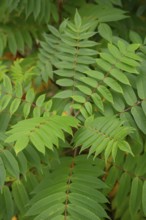 Vinegar tree (Rhus typhina), Neophyte, Invasive, Displacement, Ecology, Cane sumac, Schwäbisch