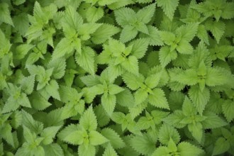 Nettle (Urtica), pattern, colour pattern, carpet, leaf carpet, screensaver, wallpaper, background,