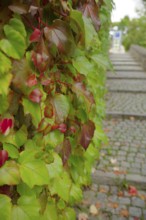 Wild Vine, autumn colours, autumn, September, Schwäbisch Hall, Hohenlohe, Germany