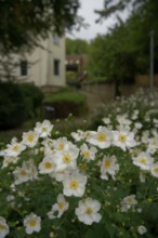 Anemone, City park, Fields, Park, Autumn, Schwäbisch Hall, Hohenlohe, Germany