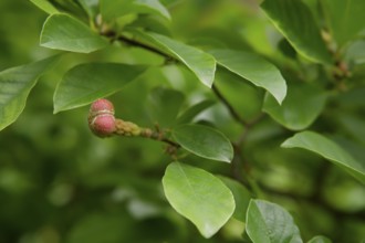 Fruit of the magnolia (Magnolia), park, municipal park, fields, Schwäbisch Hall, Hohenlohe, Germany