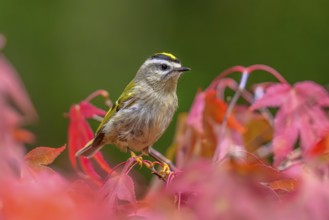 A Golden-crowned Kinglet (Regulus satrapa) perched on. branch in a colourful Japanese maple tree in