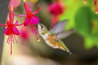 A Rufous Hummingbird (Selasphorus rufus) and Fuschia flowers, British Columbia, Canada
