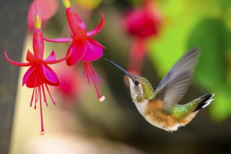 A Rufous Hummingbird (Selasphorus rufus) and Fuschia flowers, British Columbia, Canada