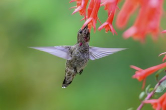 An Anna's Hummingbird (Calypte anna) feeding on nectar from a garden flower, British Columbia,