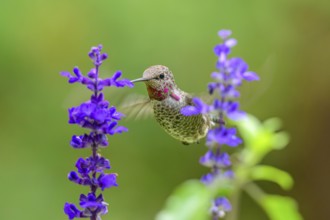 An Anna's Hummingbird (Calypte anna) feeding on nectar from a garden flower, British Columbia,