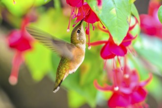 A Rufous Hummingbird (Selasphorus rufus) feeding on nectar from a garden flower, British Columbia,