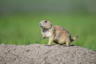 An alert Blck-tailed Prairie Dog (Cynomys ludovicianus) at the entrance to his burrow in the