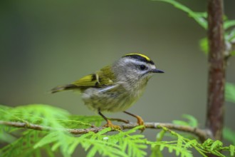 A Golden-crowned Kinglet (Regulus satrapa) perrched on a branch in a cedar tree, British Columbia,