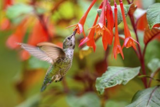 An Anna's Hummingbird (Calypte anna) feeding on nectar from a garden flower, British Columbia,