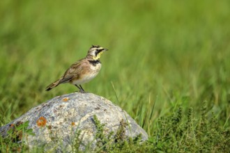 A Horned Lark (Eremophila alpestris) perching on a rock in the grasslands of southern Saskatchewan,