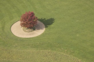 Aerial view, red maple tree on a green meadow, An den Höfen, shapes and colours, Bruckhausen,