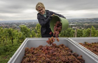 Together with the Saxon Minister of Tourism, Barbara Klepsch, the winegrowers of Schloss
