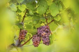 The winegrowers of Schloss Wackerbarth harvesting grapes in the vineyard (Goldener Wagen) in