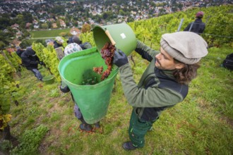 The winegrowers of Schloss Wackerbarth harvesting grapes in the vineyard (Goldener Wagen) in