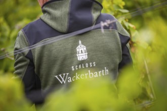 The winegrowers of Schloss Wackerbarth harvesting grapes in the vineyard (Goldener Wagen) in