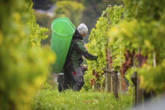 The winegrowers of Schloss Wackerbarth harvesting grapes in the vineyard (Goldener Wagen) in