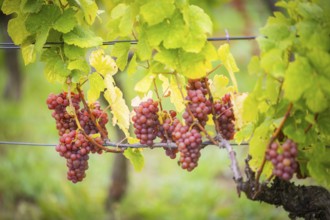 The winegrowers of Schloss Wackerbarth harvesting grapes in the vineyard (Goldener Wagen) in