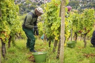 The winegrowers of Schloss Wackerbarth harvesting grapes in the vineyard (Goldener Wagen) in