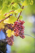 The winegrowers of Schloss Wackerbarth harvesting grapes in the vineyard (Goldener Wagen) in