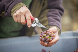 The winegrowers of Schloss Wackerbarth harvesting grapes in the vineyard (Goldener Wagen) in