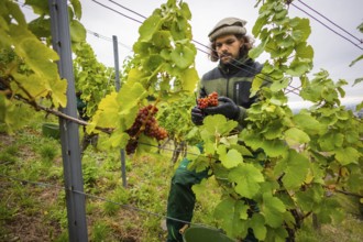 The winegrowers of Schloss Wackerbarth harvesting grapes in the vineyard (Goldener Wagen) in