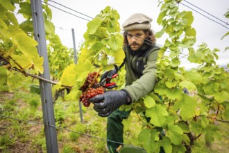 The winegrowers of Schloss Wackerbarth harvesting grapes in the vineyard (Goldener Wagen) in