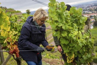 Together with the Saxon Minister of Tourism, Barbara Klepsch, the winegrowers of Schloss