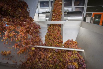 Freshly harvested grapes from the vineyard (Goldener Wagen) in Radebeul, of the Traminer Spätlese