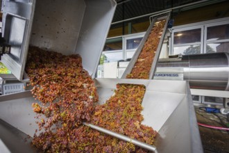 Freshly harvested grapes from the vineyard (Goldener Wagen) in Radebeul, of the Traminer Spätlese