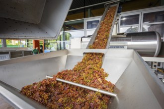 Freshly harvested grapes from the vineyard (Goldener Wagen) in Radebeul, of the Traminer Spätlese