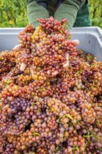 The winegrowers of Schloss Wackerbarth harvesting grapes in the vineyard (Goldener Wagen) in