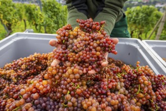 The winegrowers of Schloss Wackerbarth harvesting grapes in the vineyard (Goldener Wagen) in