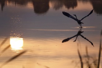 Heron on a lake at sunrise, reflection, September, Saxony, Germany