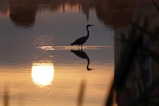 Heron on a lake at sunrise, reflection, September, Saxony, Germany