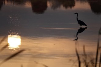 Heron on a lake at sunrise, reflection, September, Saxony, Germany