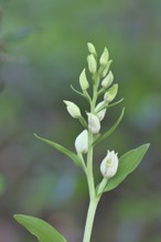 White Helleborine, Pale Helleborine, Cephalanthera damasonium, Orchidaceae, Orchid, Orchidaceae,