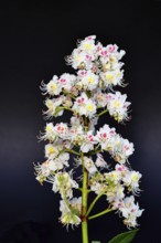 Horse chestnut (Aesculus hippocastanum), flower, inflorescence against a black background,