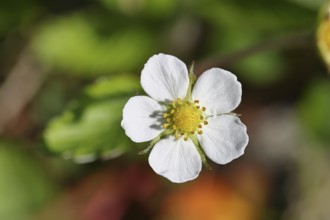 Wild strawberry (Fragaria vesca), in bloom, wild strawberry blossom, close-up, Wilnsdorf, North