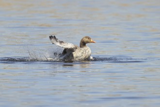 Greylag goose (Anser anser), bathing, flapping its wings on a pond, Wagbachniederung nature